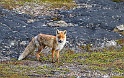 Renard 6320